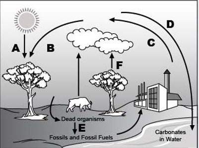 Analyze the given diagram of the carbon cycle below. part 1: which process does arrow f