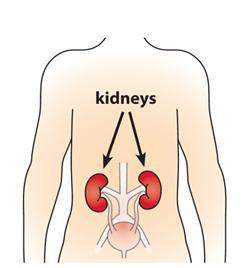 Mark as !  the picture goes with question 1 q. 1 = kidneys use energy to move mole