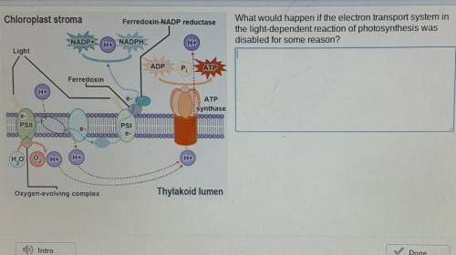 What would happen if the electron transport system in the light-dependent reaction of photosynthesis