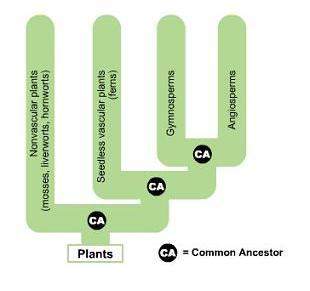 Based on the phylogenetic tree below, which groups of plants evolved most recently?  mosses