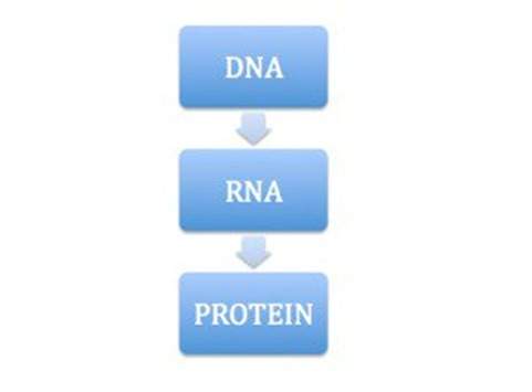 Central dogma. central dogma is represented by the schematic above. all cells whether prokaryotic or