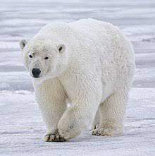 Polar bears give birth and hunt on sea ice. which of the following would polar bears survive during