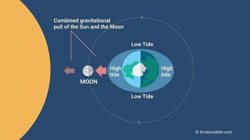 The Sun has a greater influence on Earth's tides than the Moon.
True
False