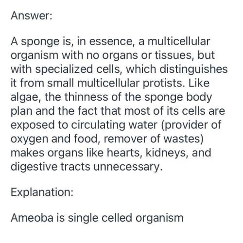 Difference between amoeba and sponges