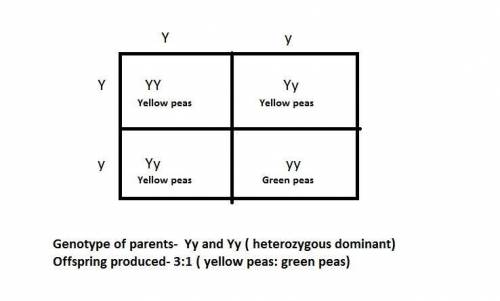 Genes are segments of dna that determine the phenotype of an individual. pea colors can be yellow or