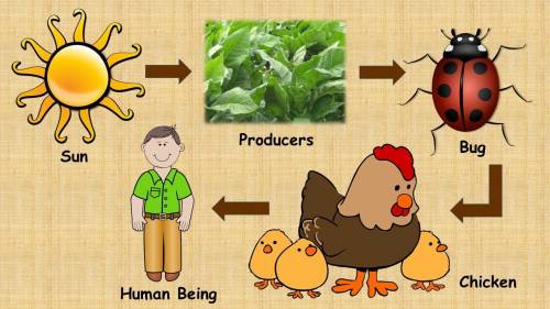 What is a food chain?  where do you fit in on the food chain?