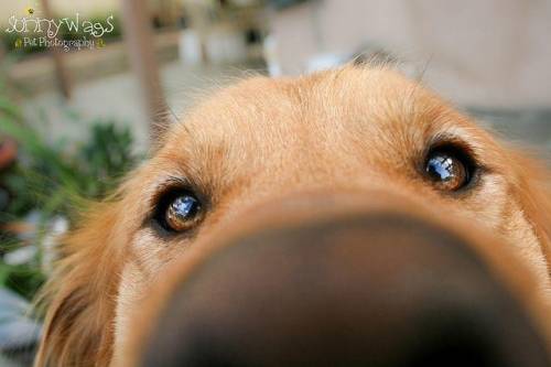 Why do dogs have a good nose