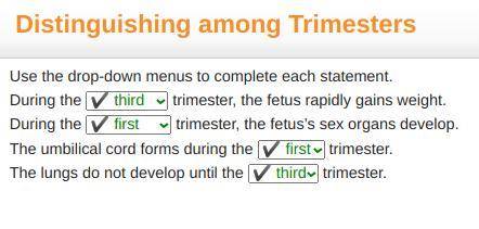 Use the drop-down menus to complete each statement.

During the 
trimester, the fetus rapidly gains