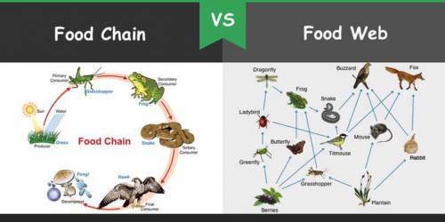 A diagram that shows the connections of many food chains is called a ...
