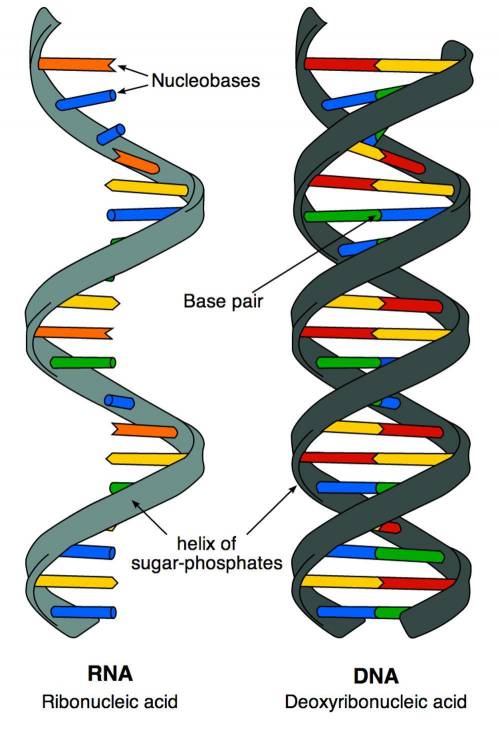 Select all of the following that describe RNA.

Check all that apply.
nucleotides contain the sugar