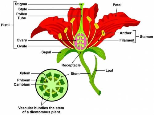 Many parts of plants are involved in reproduction. Which of the lists below accurately denotes parts