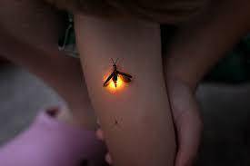 Fireflies emit light. The production of light by an organism is called bioluminescence. To generate