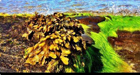 The photograph shows rockweed. Which feature allows rockweed to

withstand the constant wave action