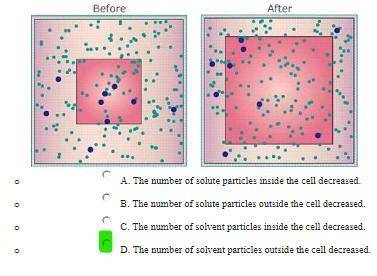 The images below show the same cell, before and after reaching equilibrium. Which statement best des