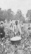 Under the sharecropping system, sharecroppers paid rent to landlords in what form?

A. 
crops
B. 
mo