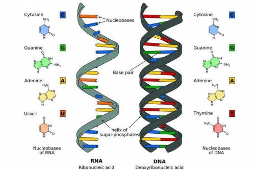 What's the difference between dna and rna?