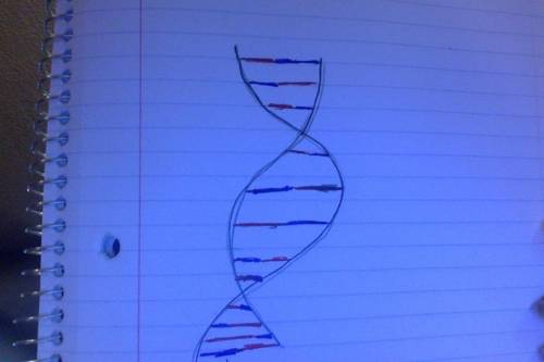 Draw a sketch of your completed DNA model or insert a picture of the model you created. it doesn't h