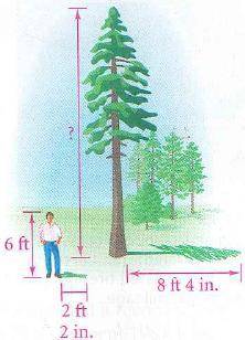 Suppose you work on a tree farm and you need to find the height of each tree. You know that the leng