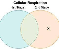 Aaj made a Venn diagram to compare and contrast the two stages of cellular respiration.

Which belon