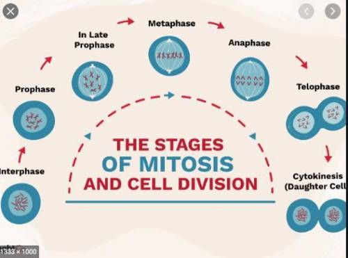 : Briefly explain the steps of cell division in mitosis. Write your answer in the essay box below.