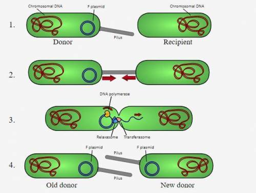 1. When a bridge-like structure forms between bacteria and genetic material is exchanged, bacteria a