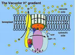 What are the functions of the plasma membrane proton pump?