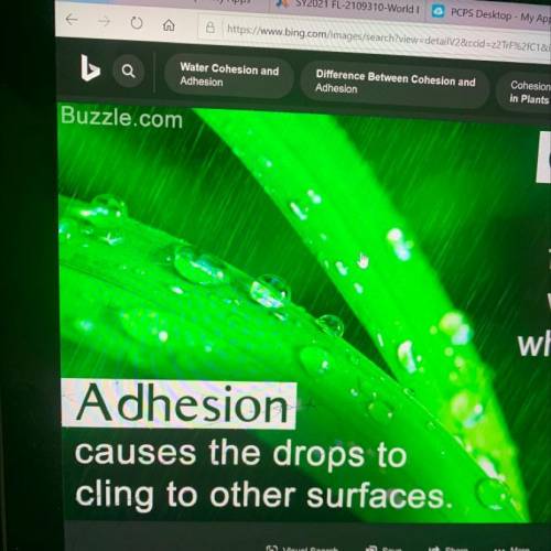 What are some examples of Adhesion?