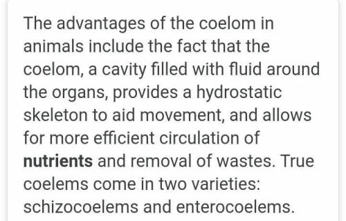 Give two advantages of a coelom