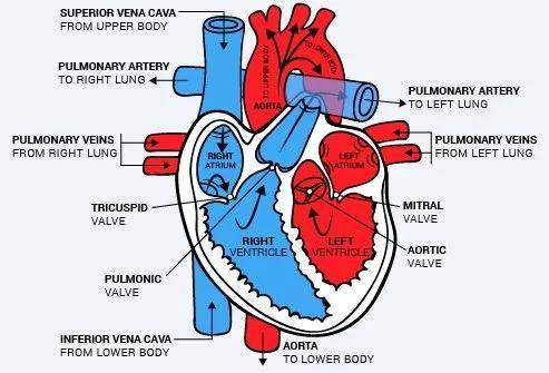 What is the order of blood flow through the heart starting from the inferior and superior vena cava?