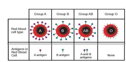 On the blood determine a person’s blood type.