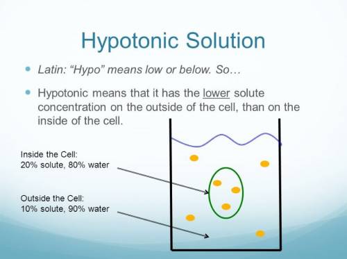 If we put a plant and animal cell into a solution that contains no solutes at all , the solution  an