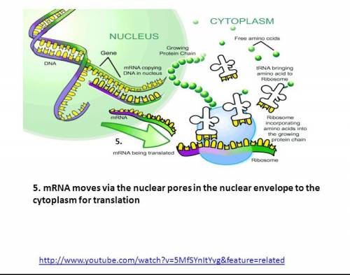 What are the organelles that translate mrna called?