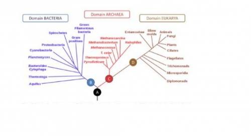 Examine the phylogenetic tree the organism at point c was