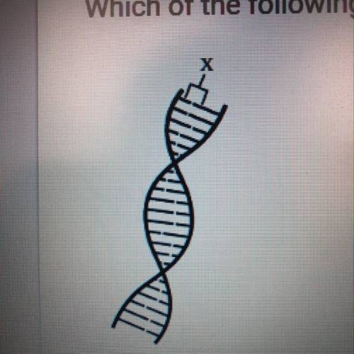 A simple diagram of a DNA molecule is shown below. Which of the following is represented by X?

(pho