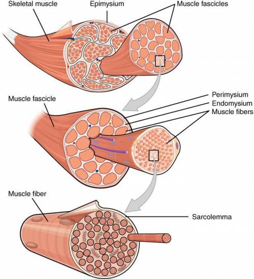 Describe the organization of skeletal muscle at tissue level