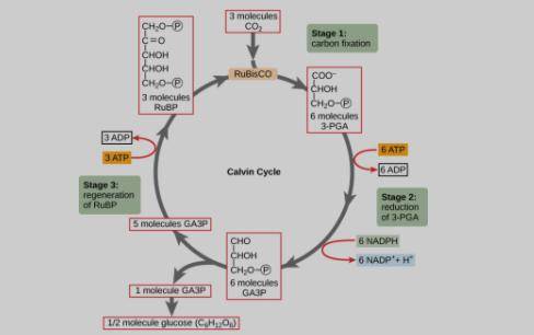 In one to three sentences, describe what happens during the reduction stage of the Calvin cycle