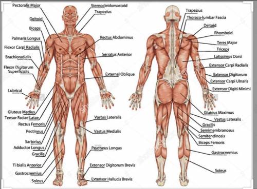 What are the names of all the muscles listed