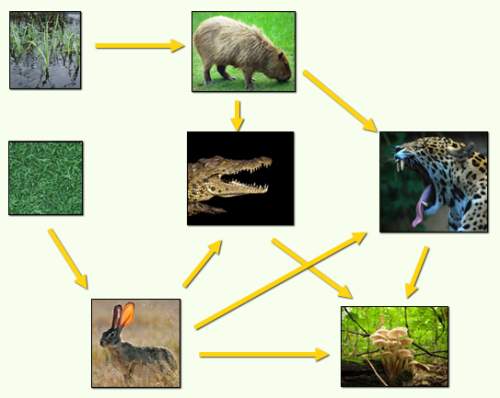 What would happen if you removed the jaguar from this food web?