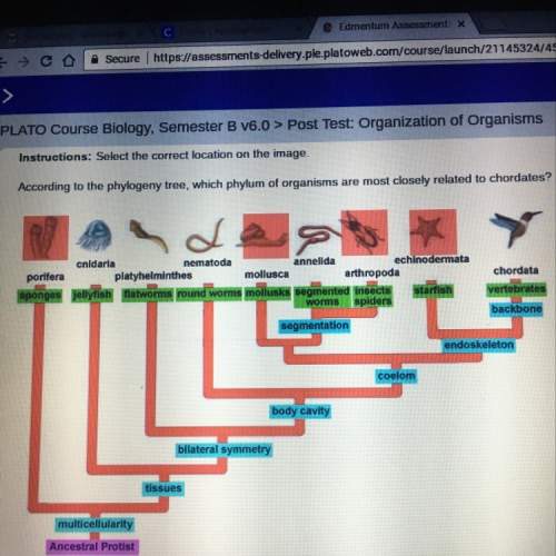 According to the phylogeny tree which phylum of organisms are most closely related to chordates?