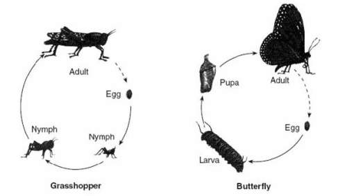 Describe one difference in the pattern of development of a grasshopper and pattern of development of
