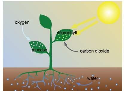 Study this image of the process of photosynthesis. what’s wrong with the image?  a. sun