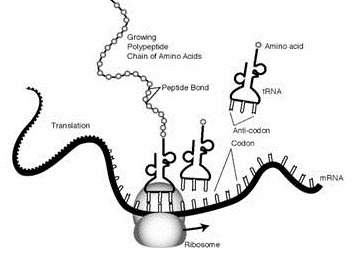 What type of biomolecule is being produced at the ribosome?  question 1 options: &lt;