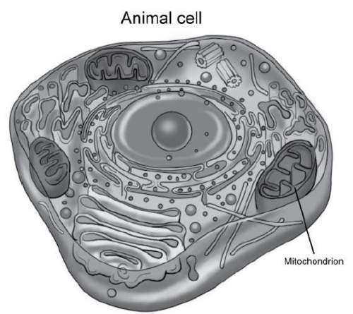 Like all cells, the cell shown in the diagram below requires energy to carry out life processes.