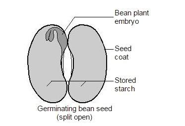 "plants are able to continue to grow and develop once the starch supply in the seed is gone, because