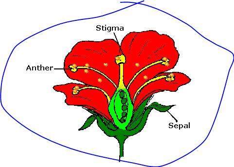 Look at the illustration of the flower. how many fruits and seeds can develop from this flower?