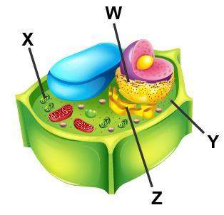 Examine the diagram of a cell. which accurately labels the golgi body?
