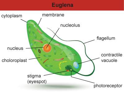 35 points euglenas are single-celled organisms. what can you confirm about euglenas from