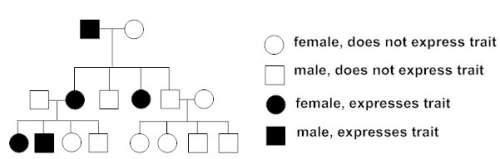 The above pedigree shows a particular inherited trait. the first-generation father passes the trait