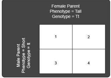Atall pea plant (tt) is crossbred with a short pea plant (tt). the following punnett square shows th
