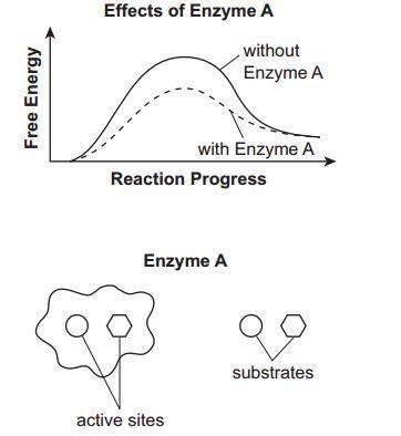 Asap! 20 points &lt; 3 part a: explain how enzyme a acts as a catalyst in the reaction